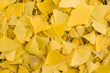 Ginko biloba leaves