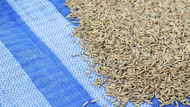Thai Jasmine rice closeup for stock photo