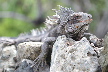 Iguana Reptile