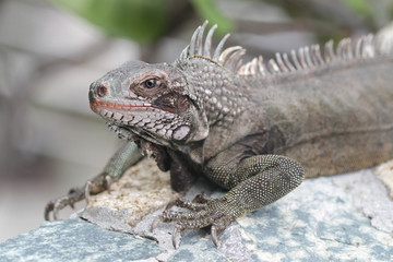 Iguana Reptile