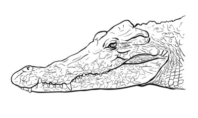 Crocodile's head
