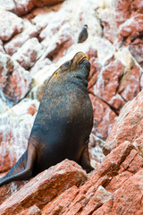 South American Sea lion relaxing on rocks of Ballestas
