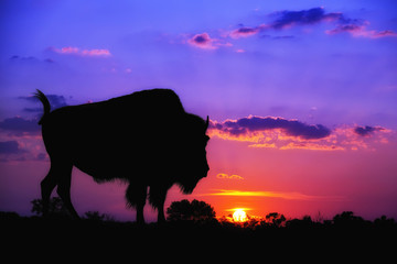 American Bison silhouette against sunrise © leekris