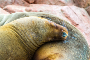 South American Sea lions relaxing on rocks of Ballestas