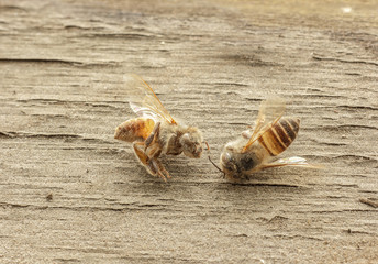 dead bee on wooden background.