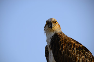 Naklejka premium seeadler schaut in kamera