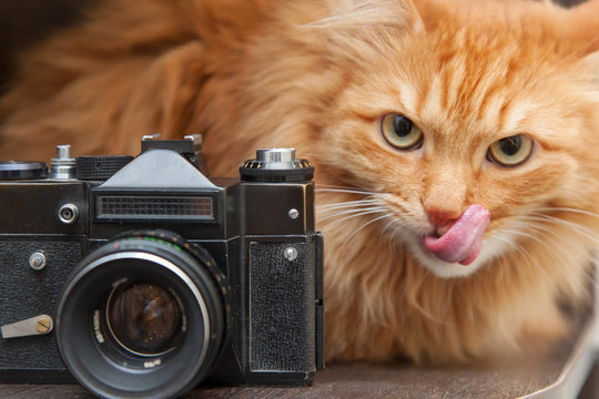 cat and vintage photo camera