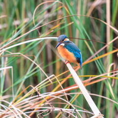 bird