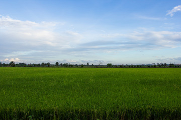 Obraz premium Rice field green grass in blue sky cloud cloudy landscape backgr