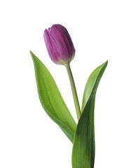 Naklejka premium Purple Tulip