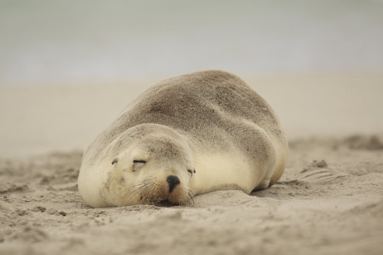 Sea Lions Sleeping On Australian Beach