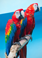 Ara parrot