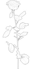 black rose flowers sketch isolated on white