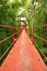 Fototapeta na wymiar Bridge to the jungle,Trang,Thailand