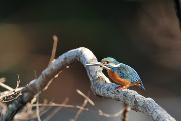 止まり木のカワセミ