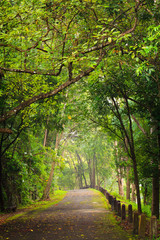 Road to forest, Thailand