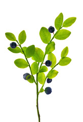 blueberry plant with berries on white
