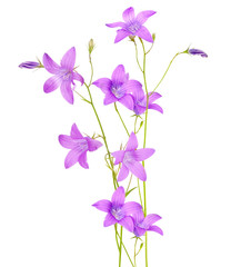 Obraz na płótnie Canvas violet campanula flowers composition on white