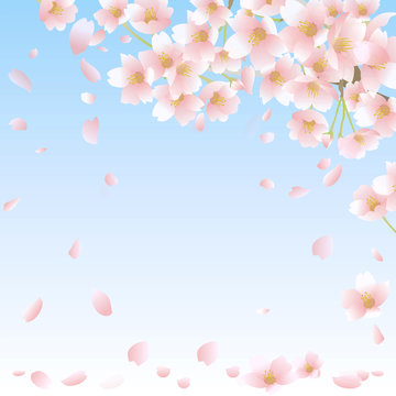 桜 イラスト