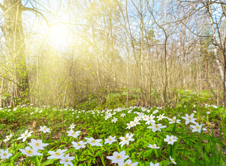 sun in spring forest with white anemones