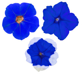 three blue petunia flowers isolated on white