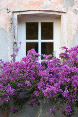 Fototapeta na wymiar Okno z kwiatami w Saint Tropez