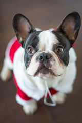 French bulldog dressed up in santa costume for Christmas