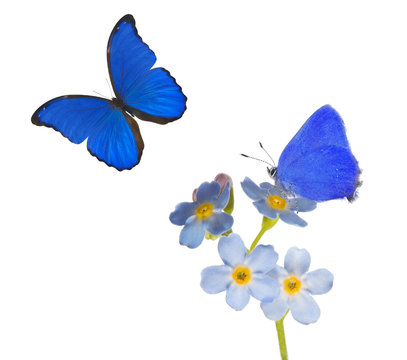 light blue forget-me-not flowers and two butterflies on white