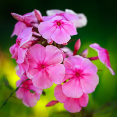 rose phlox flower