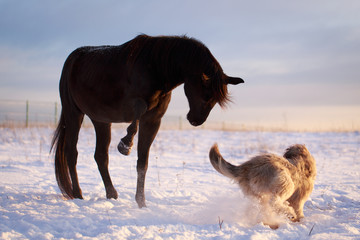 Black stallion and dog