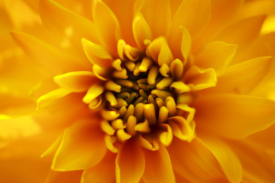 yellow rudbeckia flower