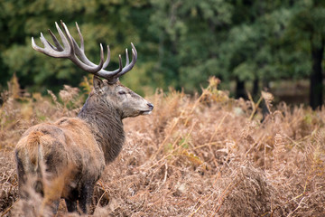 Red deer stag during rutting season in Autumn