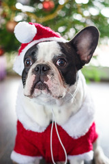 French bulldog dressed up in santa costume for Christmas