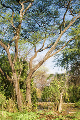 Kenya wilderness