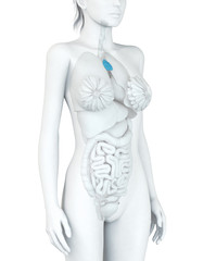 Naklejka premium Thymusdrüse einer Frau, Illustration