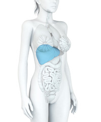 Obraz premium Leber einer Frau, Illustration