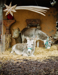 Nativity scene with two donkeys