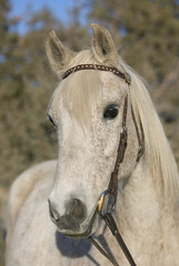 Fototapeta premium Older Flea Bitten Gray Arabian Gelding