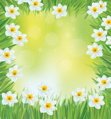 Vector daffodil flowers frame.