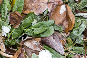 sorrel leaves in the snow