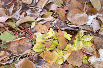 leaves in the snow outdoors