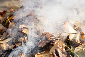 smoke from burning leaves