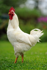 White Rooster (Cock) on Green Lawn
