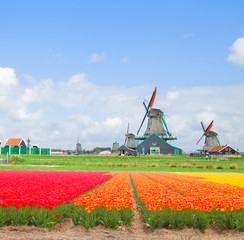 dutch windmills over  tulip rows