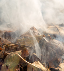smoke from burning leaves