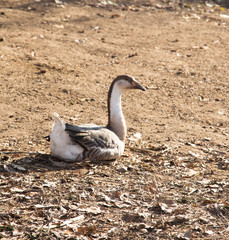 Goose on the nature