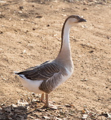 Goose on the nature