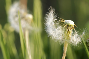 blown away dandelions