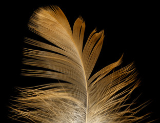 feather on a black background