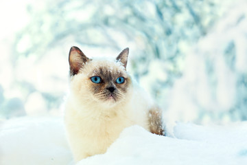 Fototapeta premium White cat sitting in the snow